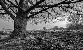 Tree in winter Dunes by Peter Bolman