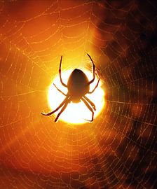 Catch the sun by Maickel Dedeken