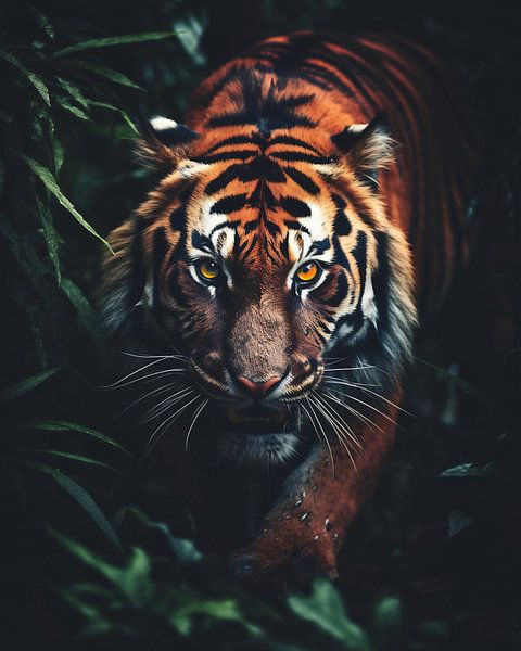 Tiger auf der Jagd von fernlichtsicht
