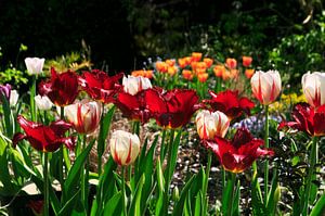 Printemps dans le jardin avec des tulipes