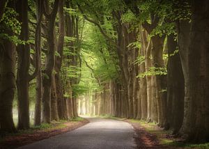 Kings of spring von Rob Visser