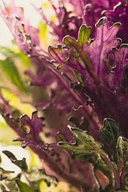Ornamental cabbage in ice 3 by Marc Heiligenstein
