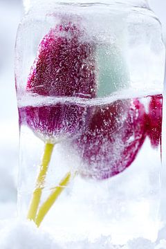 Frozen flower