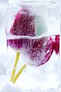 Frozen flower van Peter de Jong thumbnail