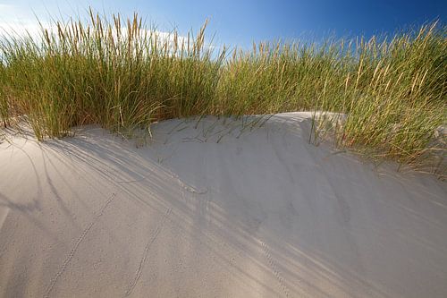 Duinen
