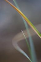 Lichtspiel I