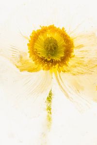 Isländischer Mohn in Eis 2