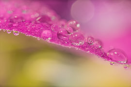 Farbenfrohe Natur – Wassertropfen auf einem rosa Blütenblatt  von Marjolijn van den Berg