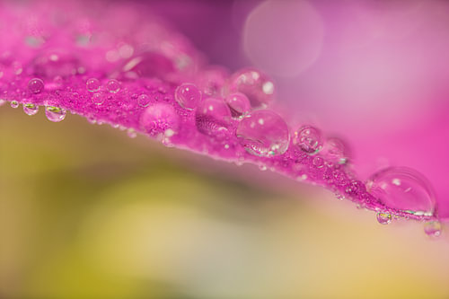 Une nature haute en couleur - Des gouttes d'eau sur un pétale rose 📸 sur Marjolijn van den Berg