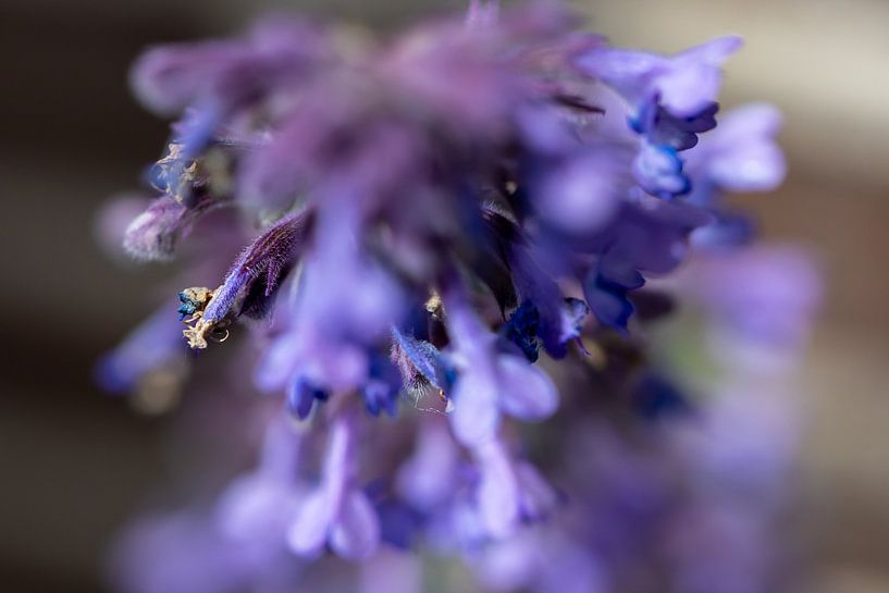 Something purple, something blue by Erwin van Eekhout