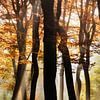  Der Wald von tanzenden Bäume von Fotografie Egmond