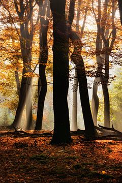 Het bos van de dansende bomen van Fotografie Egmond