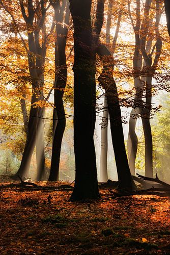 The forest of dancing trees