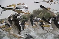 White pelicans by Mr Greybeard thumbnail