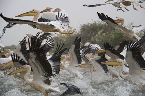 White pelicans