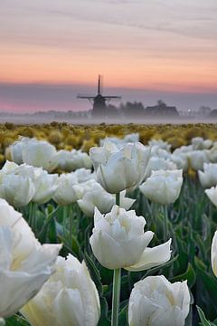 Tulipes blanches avec moulin sur John Leeninga