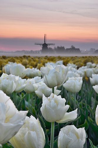 Witte tulpen met molen