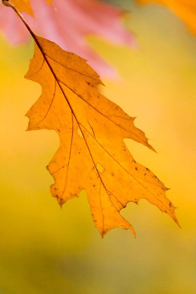 Herfstblad in het geel von Ron ter Burg