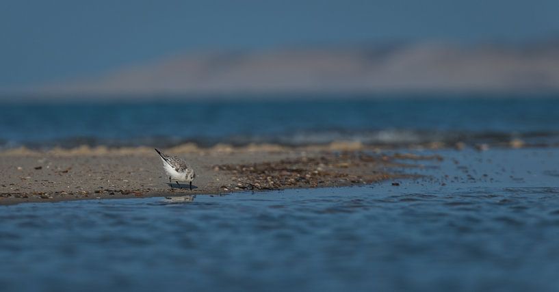  drieteenstrandloper par Bart Hardorff