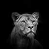 Lionne en noir sur Janine Bekker Photography