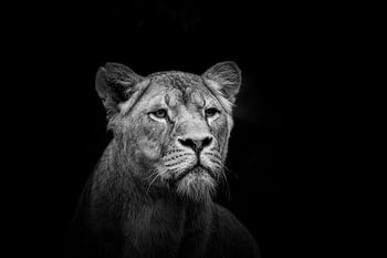 Lionne en noir