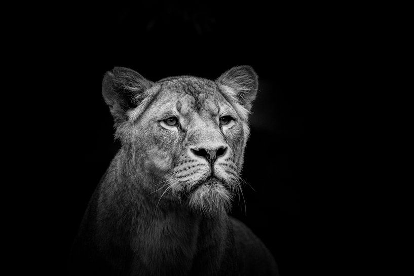 Löwin auf Schwarz von Janine Bekker Photography