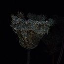 Getrocknete Blumen, die wie Kristall und Gold glitzern von FotoGraaG Hanneke Miniaturansicht