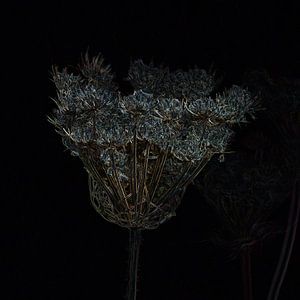 Dried flowers glistening like crystal and gold