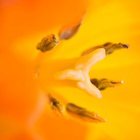 Macro shot of the pistils of a tulip by Wicek Listwan