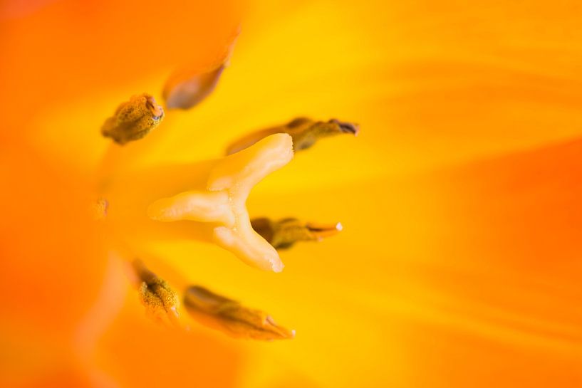 Macro opname van de stampers van een tulp van Wicek Listwan