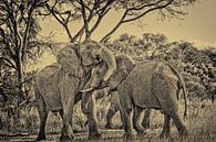 Vechtende mannelijke Afrikaanse olifanten van Jürgen Ritterbach thumbnail