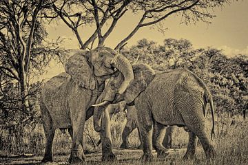 Vechtende mannelijke Afrikaanse olifanten van Jürgen Ritterbach