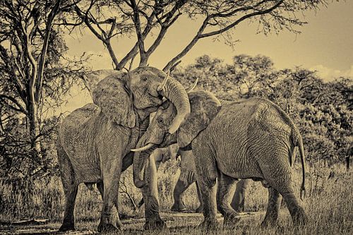 Kämpfende maennliche Afrikanische Elefanten von Jürgen Ritterbach