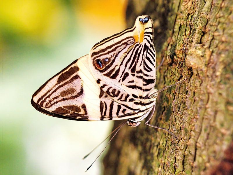 Butterfly by Eduard Lamping