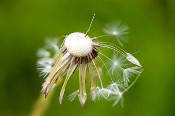 A Dandelion at the end of its day