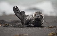 The seal on the black sand.