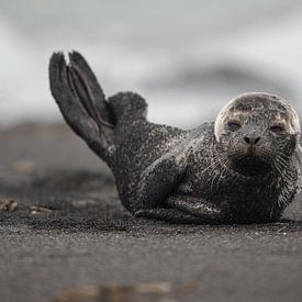 De zeehond op het zwarte zand. van mathis_vdm