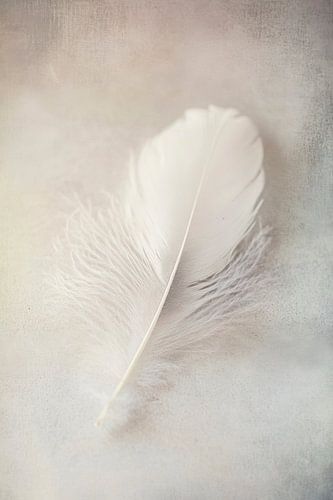 La douce légèreté d'une plume