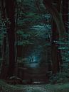 Forest path by Eric Andriessen thumbnail