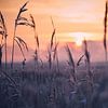 Frost am Schilfgras von Florian Kunde