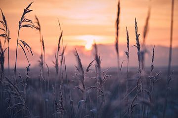 Frost on the reed grass by Florian Kunde
