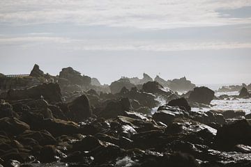 La colonie de phoques enjouée de Kaikoura sur Ken Tempelers