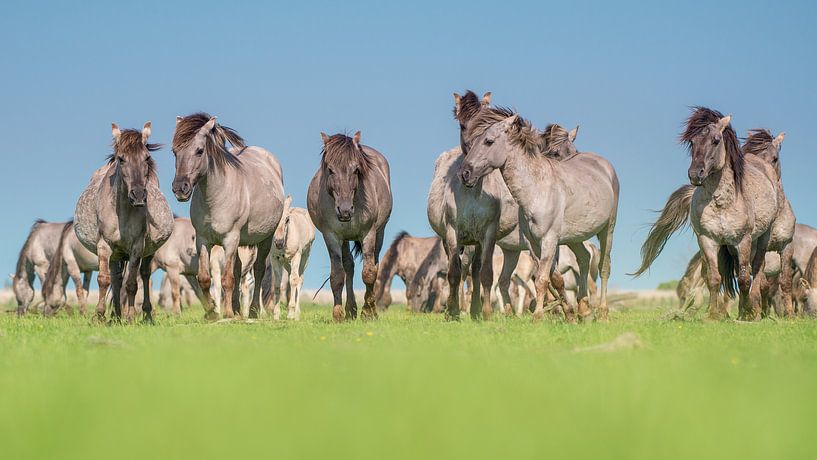 Wilde konik paarde kudde von Elles Rijsdijk