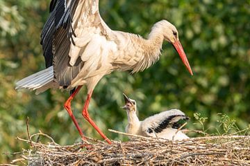 Storch landet auf Nest und füttert Junge