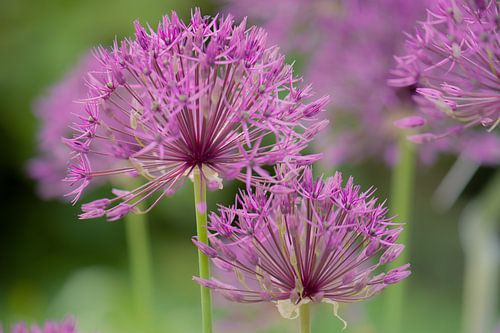 allium
