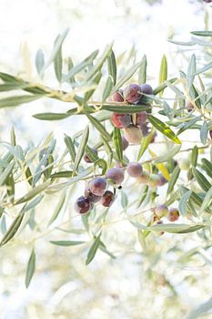 Fruits du Sud