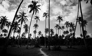 Palmen Kontrast in Französisch-Polynesien - Schwarz-Weiß-Reisefotografie von Freya Broos