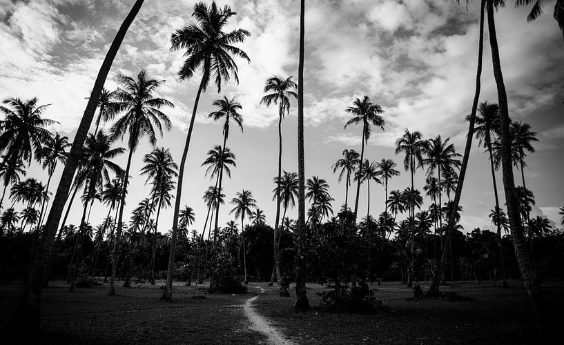 Palm trees contrast in French Polynesia - Black and white travel photography by Freya Broos