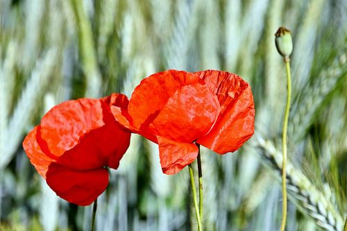 red corn poppy in the cornfield