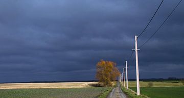 rode wilg van marleen brauers